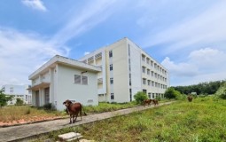 Bệnh viện tỉnh Bình Dương trở thành nơi người dân chăn bò