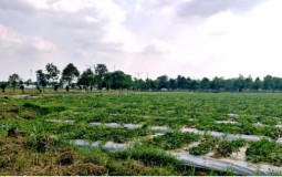 Cần Thơ chuyển đổi hai khu đất đấu giá thành đất xây trường học.