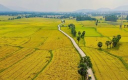 An Giang: 58 dự án chưa nộp tiền bảo vệ và phát triển đất chuyên trồng lúa