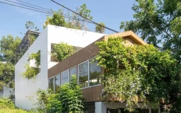 Nhà phố thiết kế mở ngập tràn cây xanh