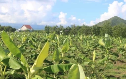Trung tâm Dịch vụ nông nghiệp Khánh Hòa “bỏ hoang” đất công nhiều năm