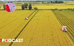 Đất trồng lúa sát đường giao thông, cạnh khu dân cư có được chuyển sang đất ở?
