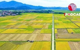 Điều kiện, thủ tục, tiền sử dụng đất khi chuyển đất ruộng thành đất ở