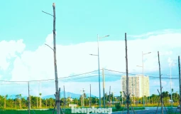 Hàng trăm cây xanh chết khô ở khu đô thị xanh nghìn tỷ