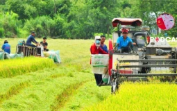 Sử dụng đất sai mục đích, khi bị thu hồi có được bồi thường cây trồng vật nuôi?