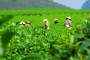 Thái Nguyên đề xuất thu hồi đất để triển khai 32 dự án