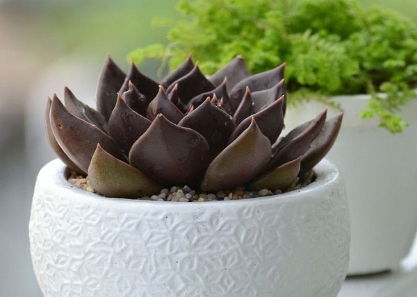 Chọn cây phong thủy để bàn cho từng ngành nghề