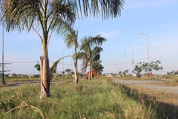 Giá trên trời - dự án trăm tỷ thành bãi chăn bò