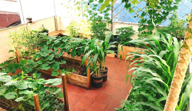 Bất ngờ với khu vườn rau nào cũng có trên sân thượng