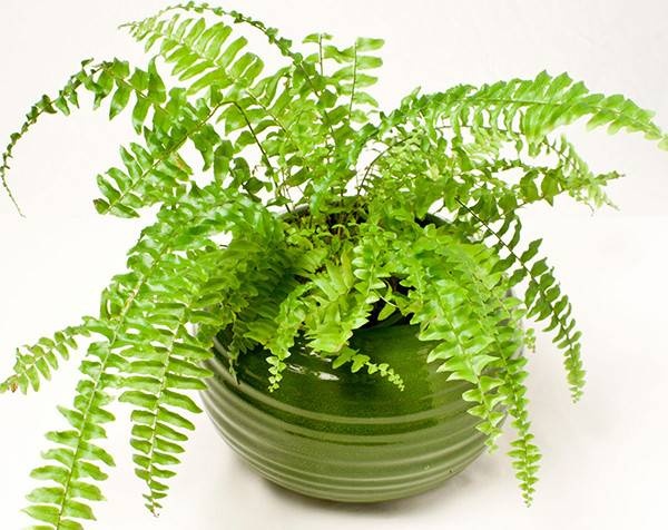 Những lưu ý khi thiết kế bể cá dưới chân cầu thang