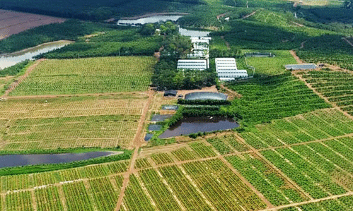 Farmstay được chào bán rầm rộ kèm "bao" lãi