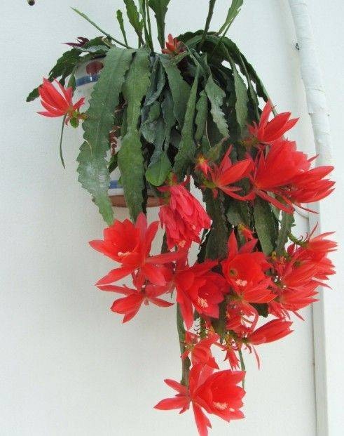 Hướng dẫn chăm sóc 4 loại hoa phổ biến giúp hoa nở đúng dịp Tết