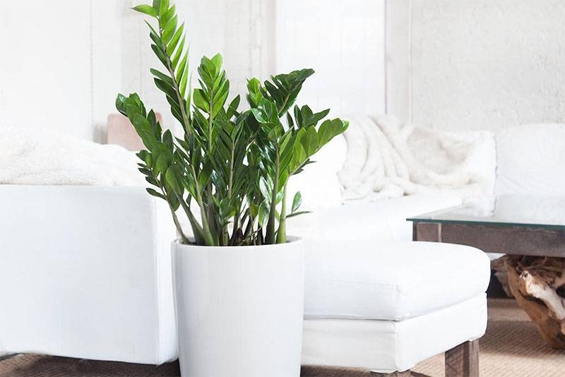 5 loại cây cảnh trồng trong nhà mang đến tài lộc, thịnh vượng