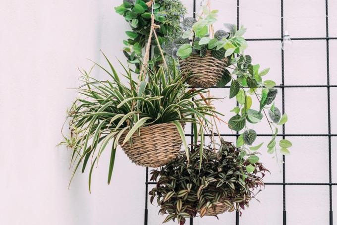 Những ý tưởng thiết kế vườn treo trong nhà độc đáo