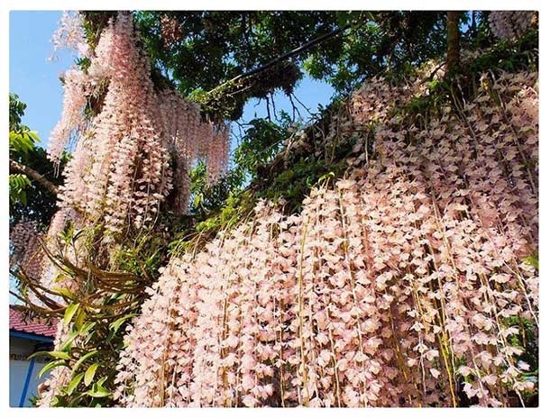 Thiết kế vườn lan trên sân thượng