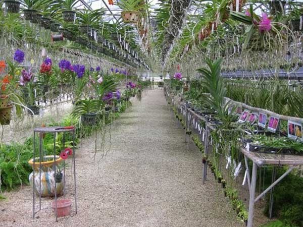 Cách bố trí cây lan và vị trí trồng lan phù hợp  Vườn Phong Lan