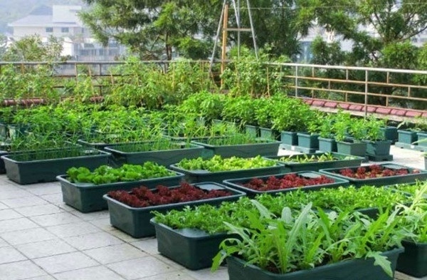 Hướng dẫn thiết kế vườn rau sạch tại nhà