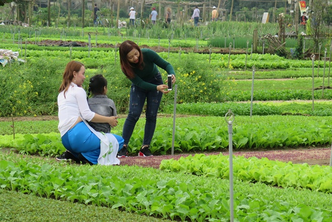 Đấu giá ‘đất vàng’ ở làng rau nổi tiếng Hội An