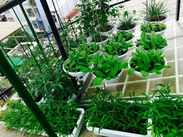 Gợi ý một số mẫu thiết kế vườn rau trên sân thượng cho nhà phố hiện đại