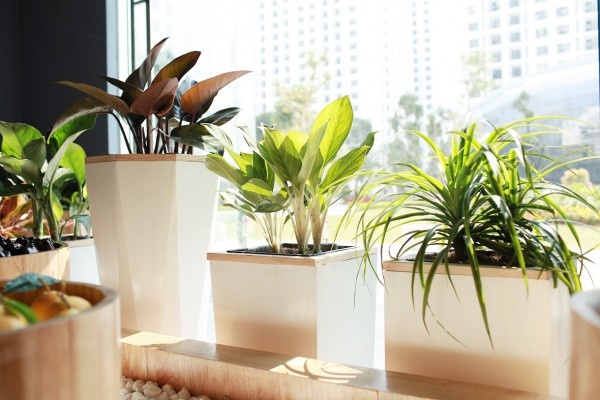Tuổi Mùi hợp loại cây gì?