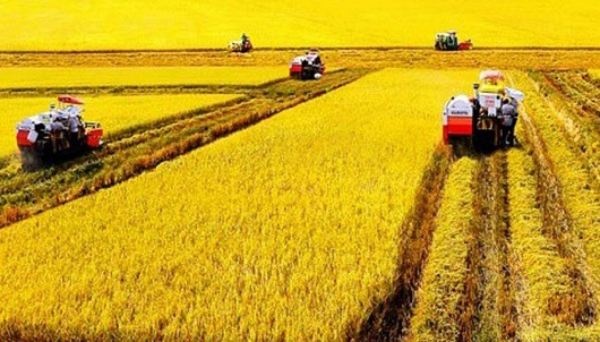 3 trường hợp được miễn thuế sử dụng đất nông nghiệp