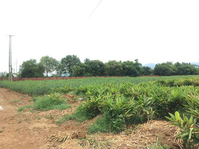 Có phải gia hạn quyền sử dụng đất nông nghiệp?