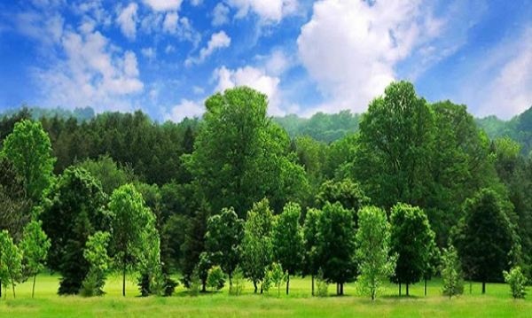 Điều kiện cây lâu năm được cấp Sổ đỏ