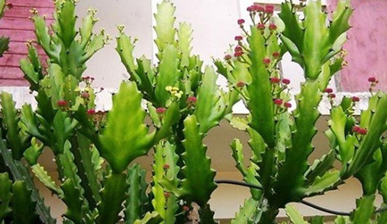 Tránh 5 loại cây trồng trước nhà này trong 3 tháng cuối
