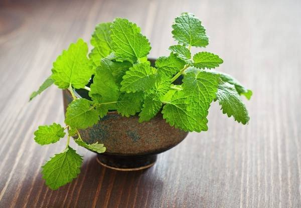 Vài gợi ý nhỏ giúp bạn hết lo lắng rằng trồng cây gì? Đặt ở đâu? Để cho xanh góc bếp