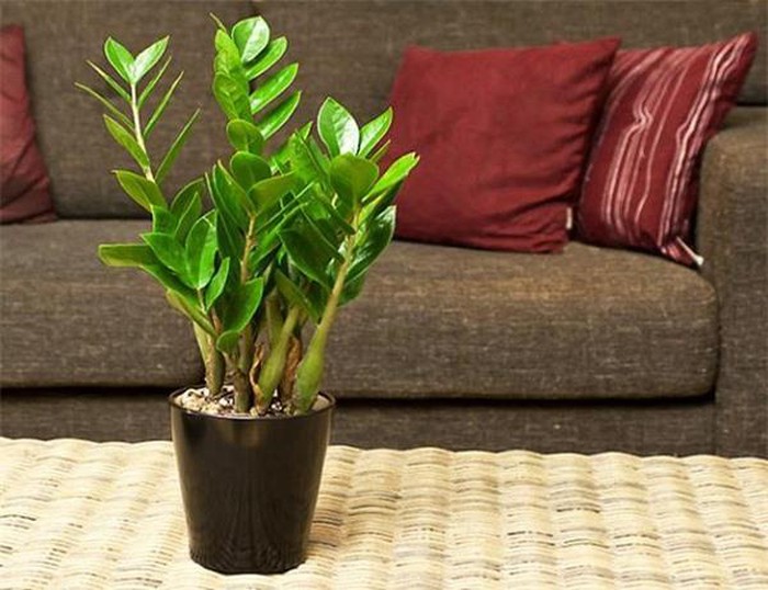 Muốn tài lộc vào nhà như 'lũ', trồng ngay những loại cây phát lộc vừa đẹp vừa sang này
