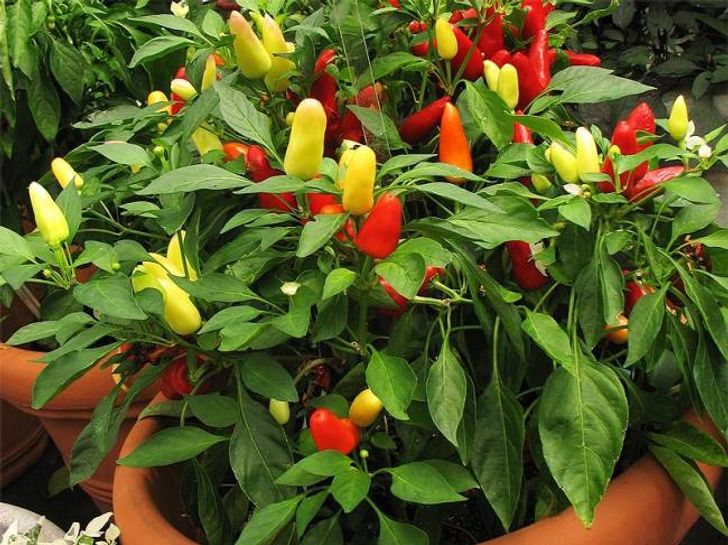 12 loại rau củ dễ trồng ngay trong nhà, vừa đẹp vừa tiện cho người nội trợ