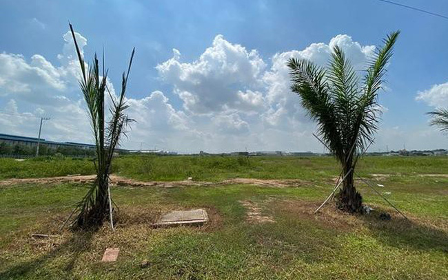 Bình Dương: Thu hồi 346ha đất trồng cao su để làm KCN Nam Tân Uyên GĐ2