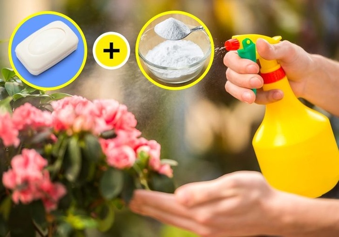 Chăm sóc khu vườn chỉ còn là chuyện nhỏ với baking soda