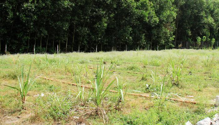Chia sẻ kinh nghiệm để mua đất nông nghiệp tránh "tiền mất tật mang"