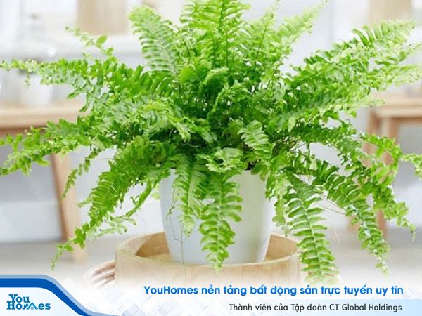 Nên trồng những loại cây nào trong nhà để tốt cho sức khỏe