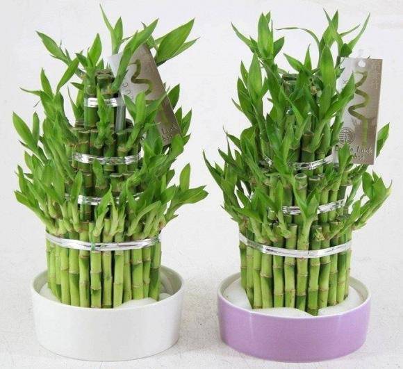 Gia chủ nên bài trí thêm 3 thứ này ở lối vào để thu hút thêm vượng khí, tài lộc