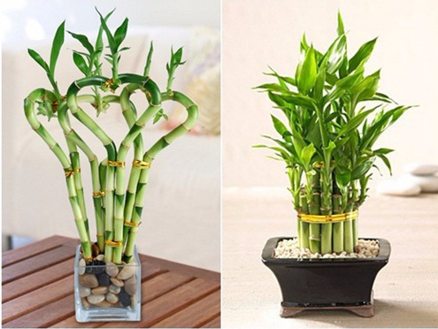 Ý nghĩa phong thủy của trúc phú quý và những lưu ý khi trồng