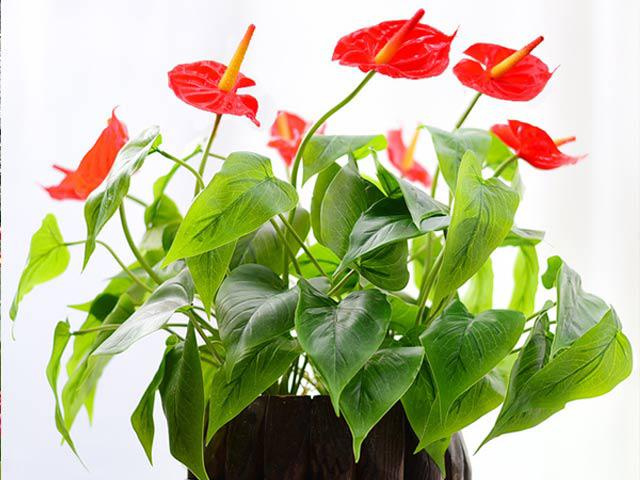 Cây hồng môn cùng tính thẩm mỹ và ý nghĩa phong thủy tạo nên tài vượng