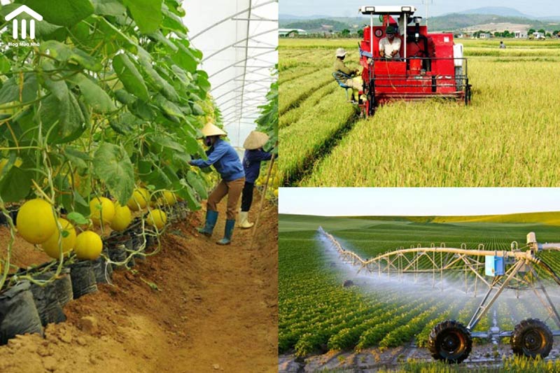Đất nông nghiệp là gì, có được xây nhà, cấp sổ đỏ không? Chia sẻ về quy hoạch đất nông nghiệp