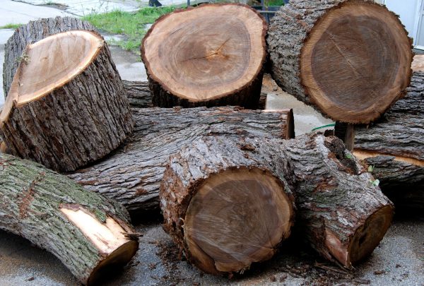 Điều gì tạo nên cho gỗ óc chó sức hấp dẫn không thể cưỡng lại?