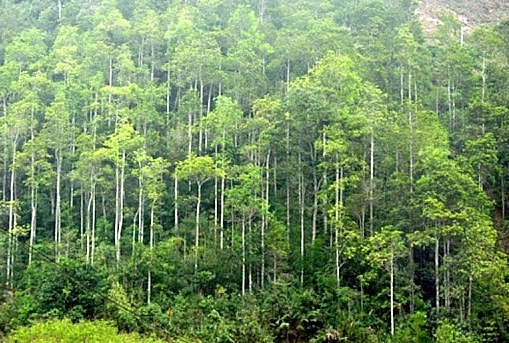 Chuyển mục đích sử dụng hơn 1.560 ha đất rừng