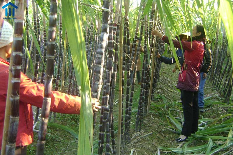 Những thủ tục, pháp lý , quy định sử dụng đất loại HNK theo quy định hiện hành