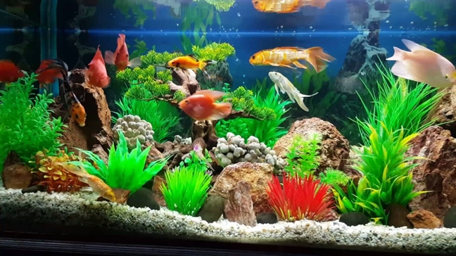Cách đặt bể cá cảnh hợp phong thủy