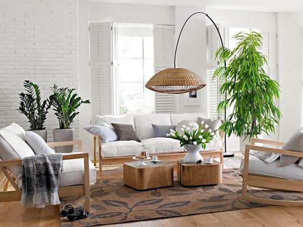 Người tuổi Tý nên trồng và để cây trong phòng khách như thế nào để hợp phong thủy?