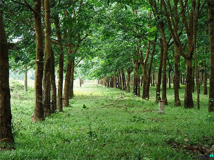 Bạn hiểu gì về đất CLN?