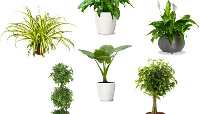 Top 10 loại cây phong thủy hợp mệnh Kim giúp vượng khí
