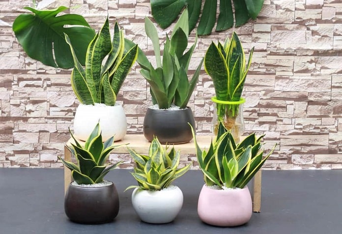 Top 15+ loại cây cảnh để trong phòng ngủ tốt cho sức khỏe