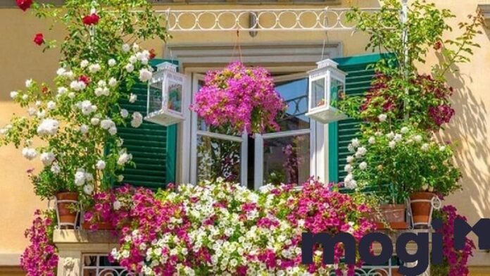 Cây trồng ban công – tổng hợp 29 loại vừa đẹp vừa dễ chăm sóc