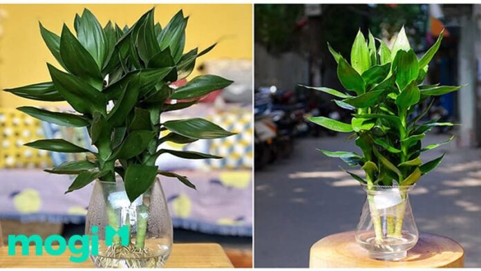 Cây Phát Lộc là cây gì? Ý nghĩa của Cây Phát Lộc trong phong thủy