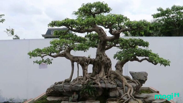 Cây Sanh: Đặc điểm, phân loại, cách chăm sóc đúng cách và ý nghĩa phong thủy cây sanh cảnh